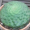 flat-topped aeonium